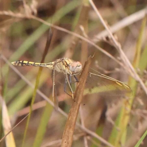 Orthetrum caledonicum at Black Mountain - 31 Jan 2024