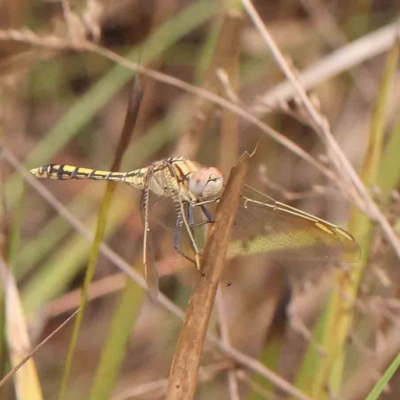 Orthetrum caledonicum (Blue Skimmer) at Acton, ACT - 30 Jan 2024 by ConBoekel