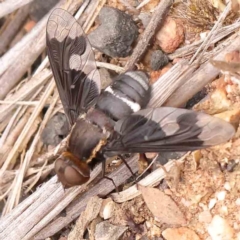 Balaana sp. (genus) (Bee Fly) at Black Mountain - 30 Jan 2024 by ConBoekel