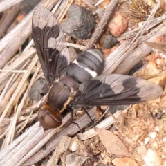 Balaana sp. (genus) (Bee Fly) at Black Mountain - 31 Jan 2024 by ConBoekel