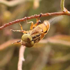 Eristalinus sp. (genus) (A Hover Fly) at Black Mountain - 30 Jan 2024 by ConBoekel