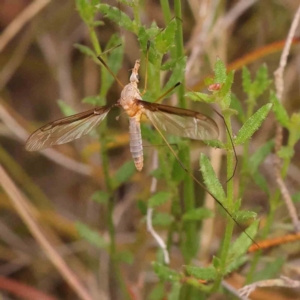 Leptotarsus (Macromastix) costalis at Black Mountain - 31 Jan 2024