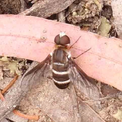 Villa sp. (genus) (Unidentified Villa bee fly) at Black Mountain - 31 Jan 2024 by ConBoekel