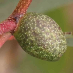 Apiomorpha sp. (genus) (A gall forming scale) at Black Mountain - 31 Jan 2024 by ConBoekel