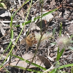 Apis mellifera at Little Taylor Grassland (LTG) - 18 Dec 2023