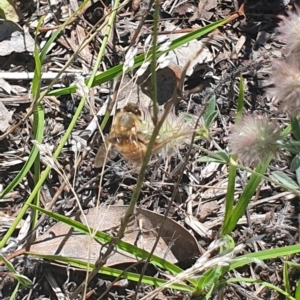 Apis mellifera at Little Taylor Grassland (LTG) - 18 Dec 2023