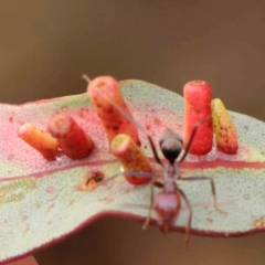 Apiomorpha sp. (genus) (A gall forming scale) at O'Connor, ACT - 30 Jan 2024 by ConBoekel