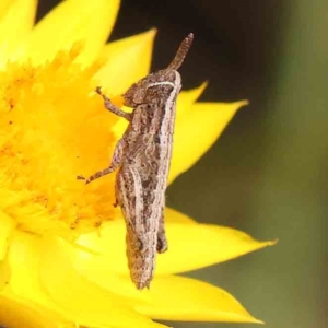 Phaulacridium vittatum at Black Mountain - 31 Jan 2024 10:00 AM