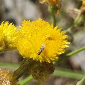 Chalcidoidea (superfamily) at Little Taylor Grassland (LTG) - 18 Dec 2023