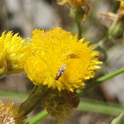 Chalcidoidea (superfamily) (A gall wasp or Chalcid wasp) at Kambah, ACT - 18 Dec 2023 by ChrisBenwah