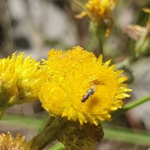 Chalcidoidea (superfamily) at Little Taylor Grassland (LTG) - 18 Dec 2023