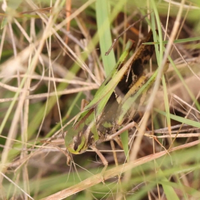 Gastrimargus musicus (Yellow-winged Locust or Grasshopper) at Black Mountain - 31 Jan 2024 by ConBoekel