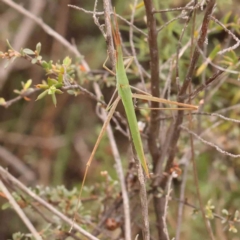 Acrida conica (Giant green slantface) at Black Mountain - 31 Jan 2024 by ConBoekel