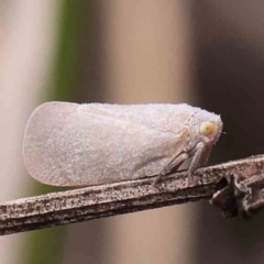 Anzora unicolor (Grey Planthopper) at Black Mountain - 30 Jan 2024 by ConBoekel