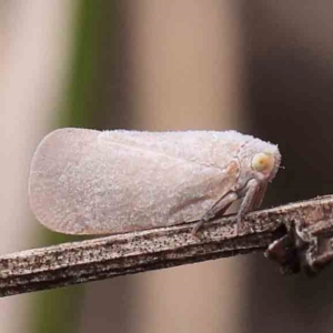 Anzora unicolor at Black Mountain - 31 Jan 2024 09:50 AM