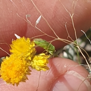 Miridae (family) at Little Taylor Grassland (LTG) - 18 Dec 2023