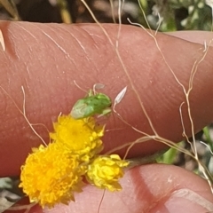 Miridae (family) at Little Taylor Grassland (LTG) - 18 Dec 2023