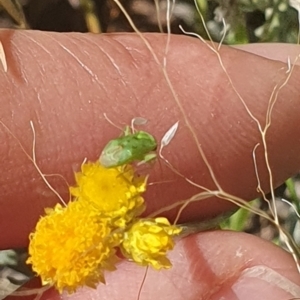 Miridae (family) at Little Taylor Grassland (LTG) - 18 Dec 2023 03:20 PM