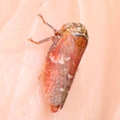 Unidentified Leafhopper or planthopper (Hemiptera, several families) at Black Mountain - 30 Jan 2024 by ConBoekel
