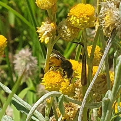 Lasioglossum (Chilalictus) sp. (genus & subgenus) (Halictid bee) at Little Taylor Grassland (LTG) - 18 Dec 2023 by ChrisBenwah