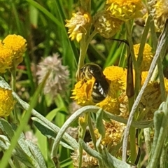 Lasioglossum (Chilalictus) sp. (genus & subgenus) at Little Taylor Grassland (LTG) - 18 Dec 2023