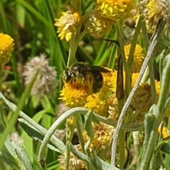 Lasioglossum (Chilalictus) sp. (genus & subgenus) at Little Taylor Grassland (LTG) - 18 Dec 2023