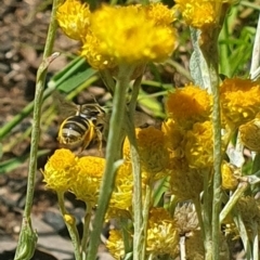 Lasioglossum (Chilalictus) sp. (genus & subgenus) at Little Taylor Grassland (LTG) - 18 Dec 2023