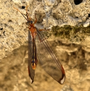 Nymphes myrmeleonoides at Tidbinbilla Nature Reserve - 1 Feb 2024 02:07 PM