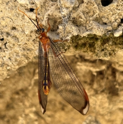Nymphes myrmeleonoides (Blue eyes lacewing) at Tidbinbilla Nature Reserve - 1 Feb 2024 by Pirom