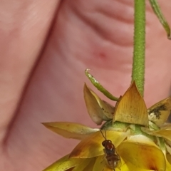 Chalcidoidea (superfamily) at Little Taylor Grassland (LTG) - 18 Dec 2023 03:10 PM