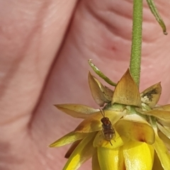 Chalcidoidea (superfamily) at Little Taylor Grassland (LTG) - 18 Dec 2023 03:10 PM