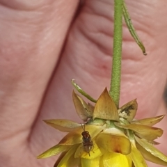 Chalcidoidea (superfamily) at Little Taylor Grassland (LTG) - 18 Dec 2023