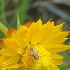 Lygaeidae (family) at Undefined Area - 18 Dec 2023 03:07 PM