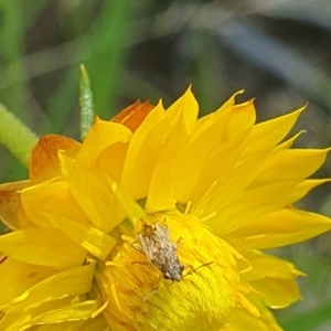 Lygaeidae (family) at Little Taylor Grassland (LTG) - 18 Dec 2023 03:07 PM