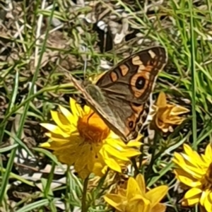 Junonia villida at Little Taylor Grassland (LTG) - 18 Dec 2023