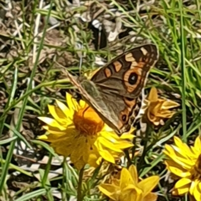 Junonia villida (Meadow Argus) at Little Taylor Grasslands - 18 Dec 2023 by ChrisBenwah