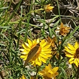 Junonia villida at Little Taylor Grassland (LTG) - 18 Dec 2023