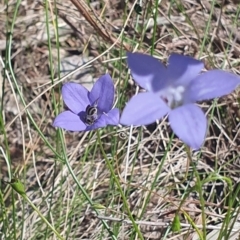 Lasioglossum (Chilalictus) sp. (genus & subgenus) (Halictid bee) at Little Taylor Grassland (LTG) - 18 Dec 2023 by ChrisBenwah