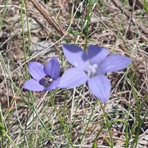 Lasioglossum (Chilalictus) sp. (genus & subgenus) at Little Taylor Grassland (LTG) - 18 Dec 2023