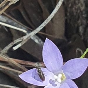 Euryinae (subfamily) at Little Taylor Grassland (LTG) - 18 Dec 2023 02:52 PM