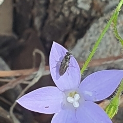 Euryinae (subfamily) at Little Taylor Grassland (LTG) - 18 Dec 2023 02:52 PM