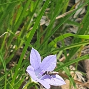 Euryinae (subfamily) at Little Taylor Grassland (LTG) - 18 Dec 2023 02:52 PM