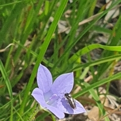 Euryinae (subfamily) at Little Taylor Grassland (LTG) - 18 Dec 2023 02:52 PM