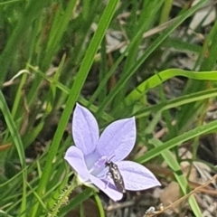 Euryinae (subfamily) at Little Taylor Grassland (LTG) - 18 Dec 2023 02:52 PM