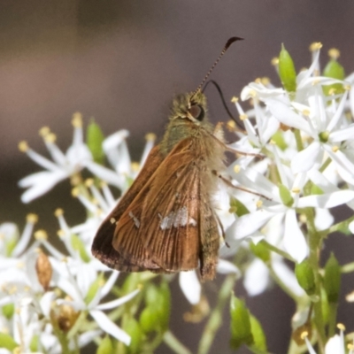 Dispar compacta (Barred Skipper) at Paddys River, ACT - 1 Feb 2024 by Pirom