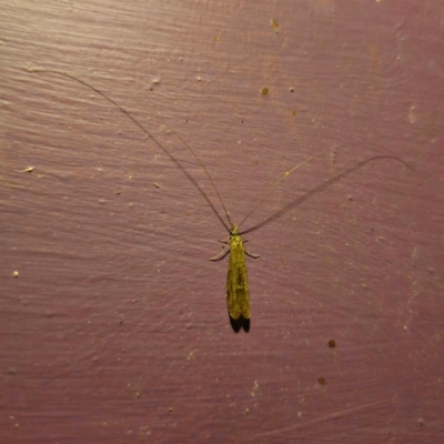 Unidentified Caddisfly (Trichoptera) at Captains Flat, NSW - 1 Feb 2024 by Csteele4