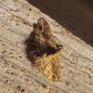 Chloroclystis filata at QPRC LGA - 1 Feb 2024