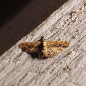 Chloroclystis filata at QPRC LGA - 1 Feb 2024