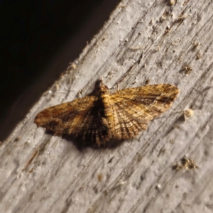 Chloroclystis filata at QPRC LGA - 1 Feb 2024