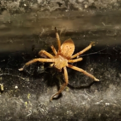 Neosparassus sp. (genus) (Unidentified Badge huntsman) at Captains Flat, NSW - 1 Feb 2024 by Csteele4